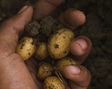 Choosing the right variety of potato to grow at home